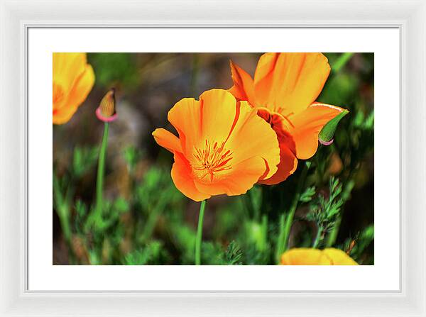 Poppy Flower Hugs - Framed Print
