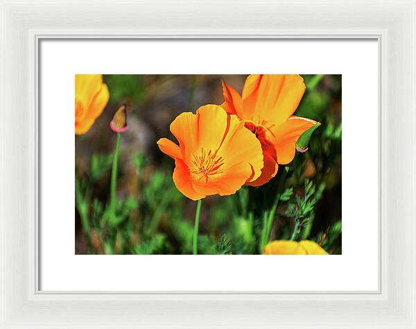 Poppy Flower Hugs - Framed Print