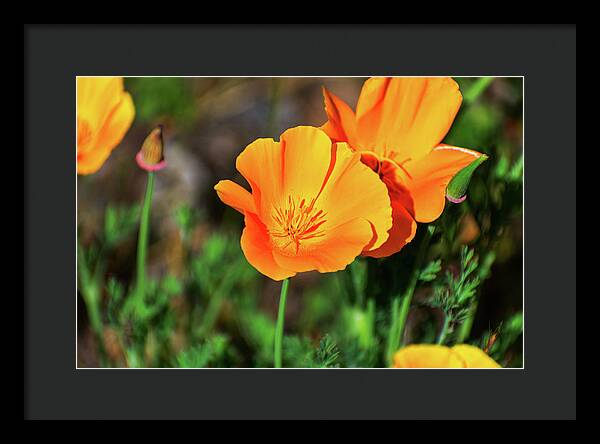 Poppy Flower Hugs - Framed Print