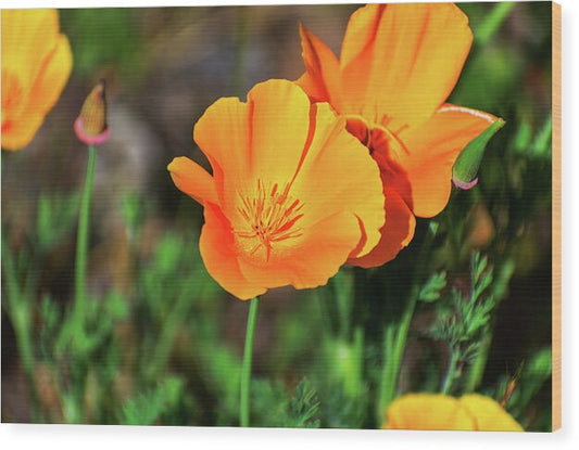 Poppy Flower Hugs - Wood Print