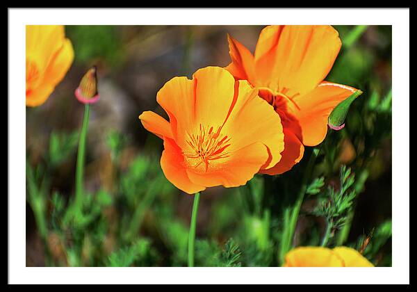 Poppy Flower Hugs - Framed Print