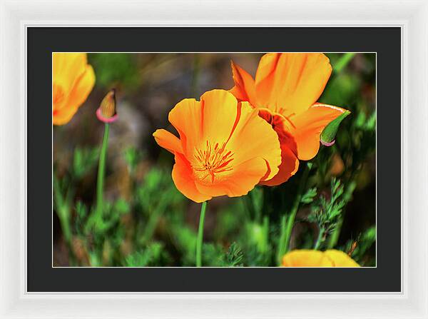 Poppy Flower Hugs - Framed Print