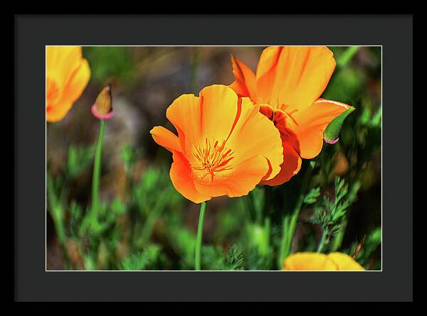 Poppy Flower Hugs - Framed Print