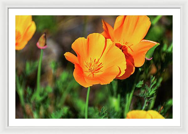 Poppy Flower Hugs - Framed Print