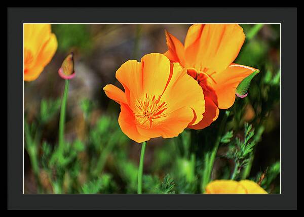 Poppy Flower Hugs - Framed Print