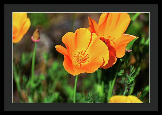 Poppy Flower Hugs - Framed Print
