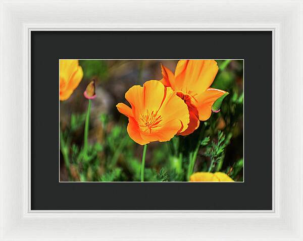 Poppy Flower Hugs - Framed Print