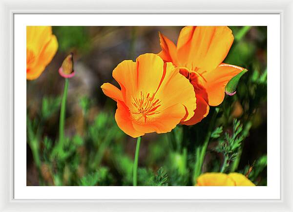 Poppy Flower Hugs - Framed Print