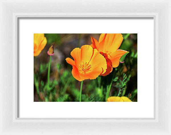 Poppy Flower Hugs - Framed Print
