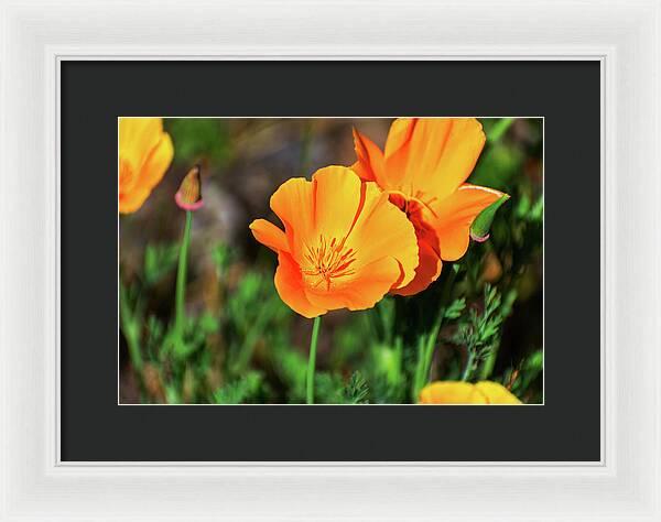 Poppy Flower Hugs - Framed Print