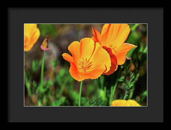 Poppy Flower Hugs - Framed Print