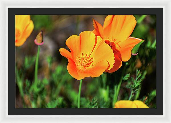 Poppy Flower Hugs - Framed Print