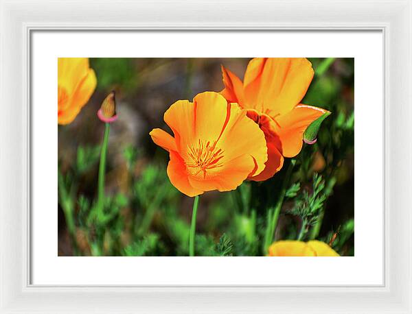 Poppy Flower Hugs - Framed Print