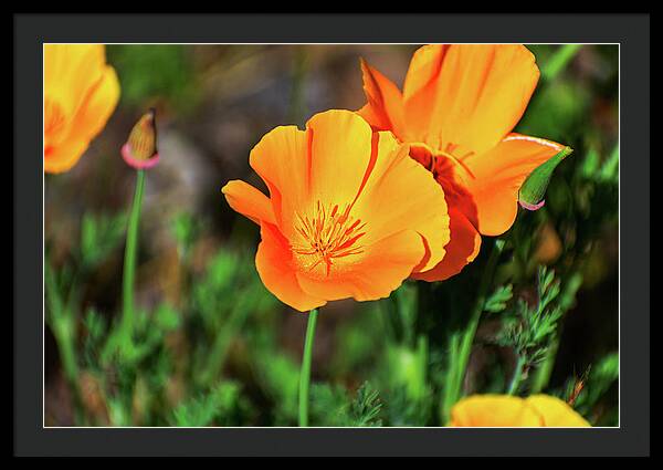 Poppy Flower Hugs - Framed Print