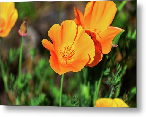 Poppy Flower Hugs - Metal Print