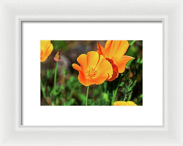 Poppy Flower Hugs - Framed Print