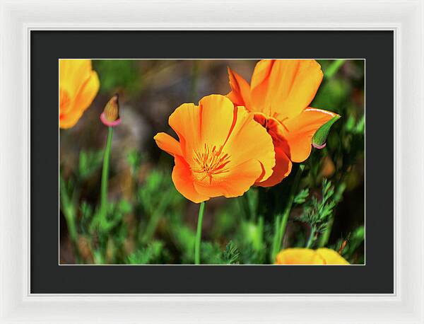 Poppy Flower Hugs - Framed Print