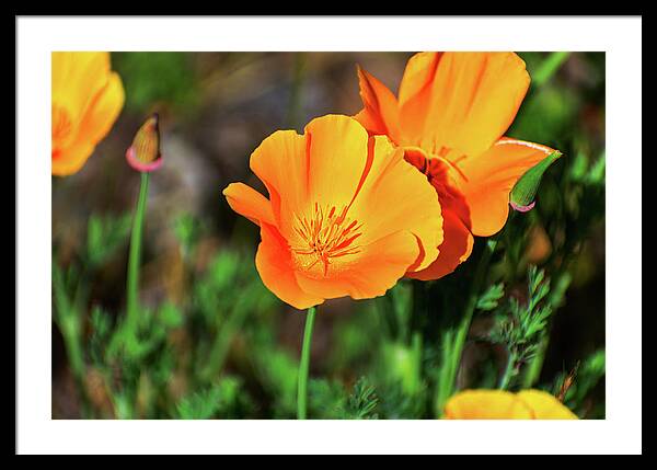 Poppy Flower Hugs - Framed Print