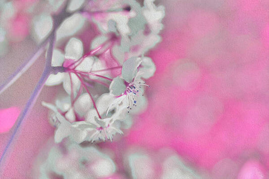 Pretty Pink Backdrop of Flowers  - Art Print