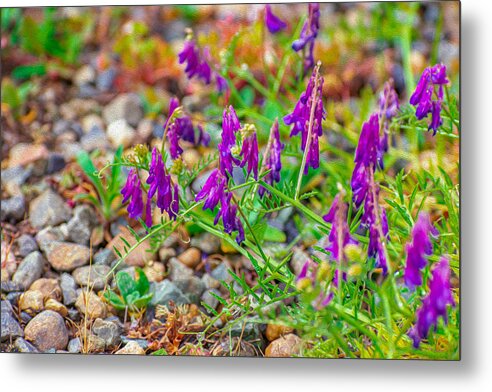 Purple Flowers Landscape Painting - Metal Print