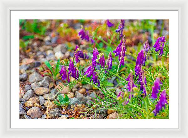 Purple Flowers Landscape Painting - Framed Print