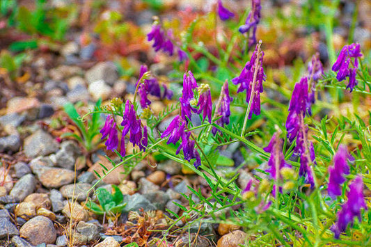 Purple Flowers Landscape Painting - Art Print