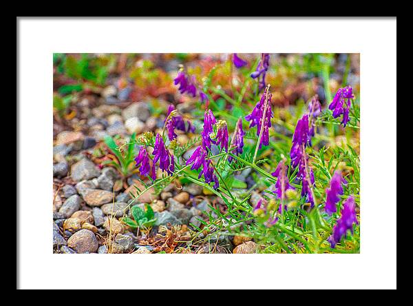 Purple Flowers Landscape Painting - Framed Print