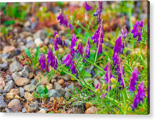 Purple Flowers Landscape Painting - Acrylic Print