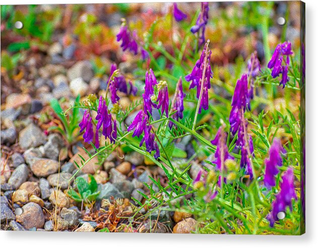 Purple Flowers Landscape Painting - Acrylic Print