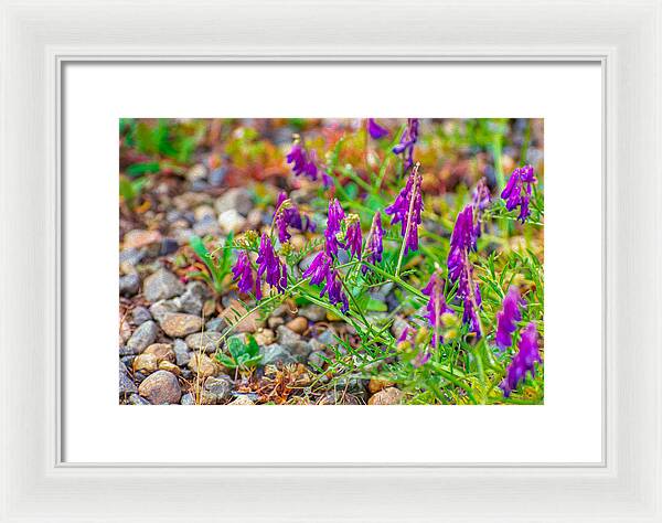 Purple Flowers Landscape Painting - Framed Print