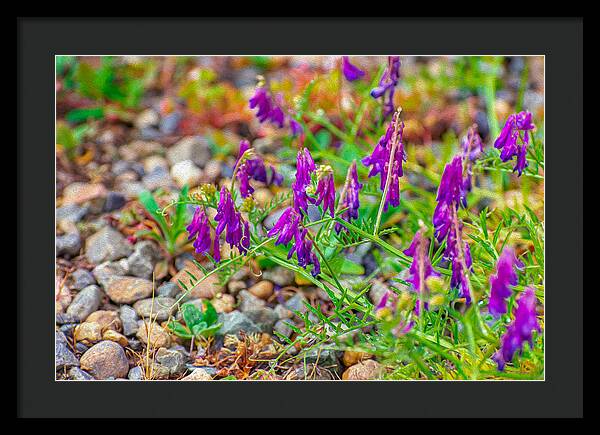 Purple Flowers Landscape Painting - Framed Print
