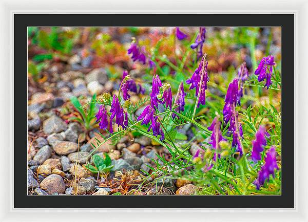 Purple Flowers Landscape Painting - Framed Print