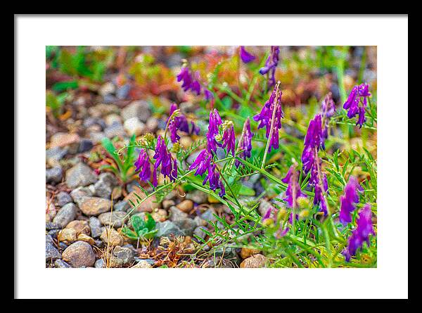 Purple Flowers Landscape Painting - Framed Print