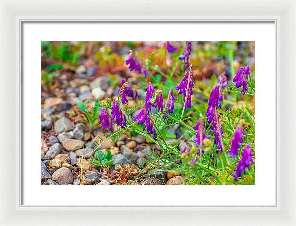 Purple Flowers Landscape Painting - Framed Print
