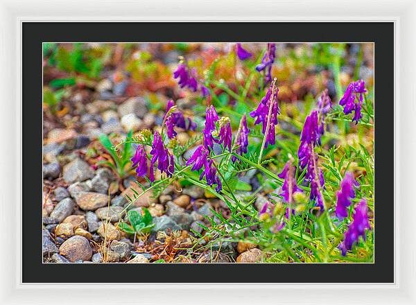 Purple Flowers Landscape Painting - Framed Print