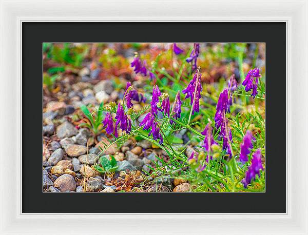 Purple Flowers Landscape Painting - Framed Print