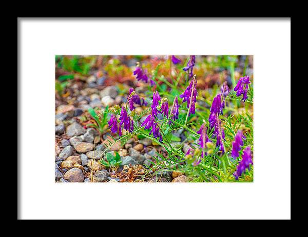 Purple Flowers Landscape Painting - Framed Print