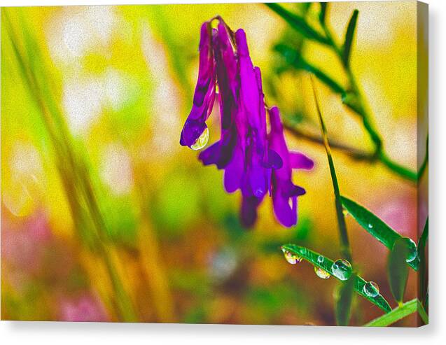Purple Flowers with a Water Drop  - Canvas Print