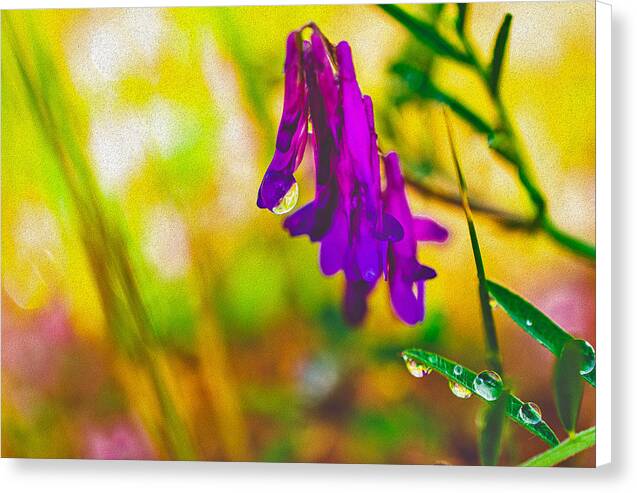 Purple Flowers with a Water Drop  - Canvas Print
