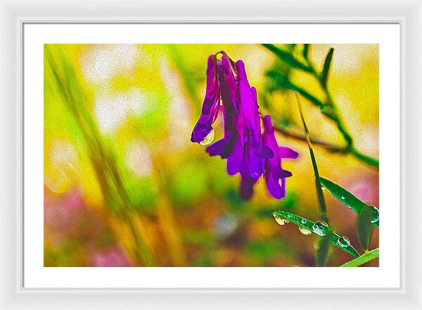 Purple Flowers with a Water Drop  - Framed Print