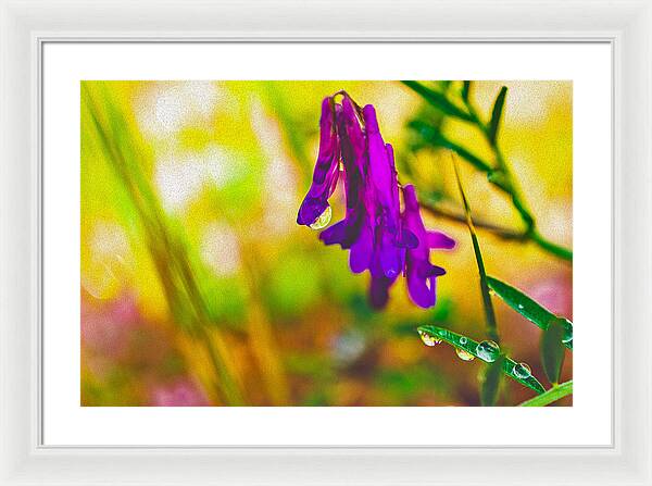 Purple Flowers with a Water Drop  - Framed Print