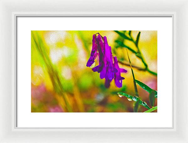 Purple Flowers with a Water Drop  - Framed Print