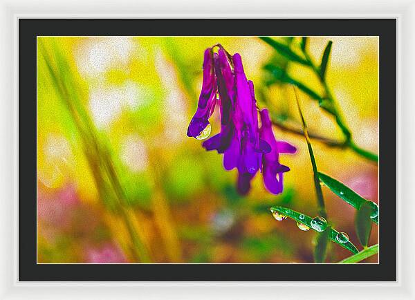 Purple Flowers with a Water Drop  - Framed Print