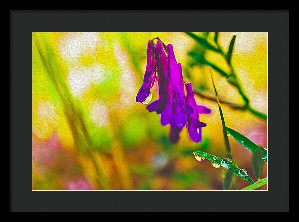 Purple Flowers with a Water Drop  - Framed Print