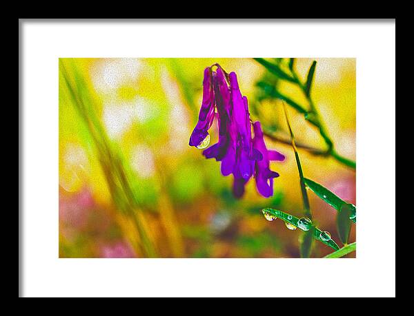 Purple Flowers with a Water Drop  - Framed Print