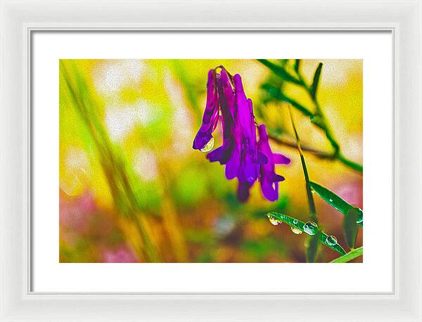 Purple Flowers with a Water Drop  - Framed Print