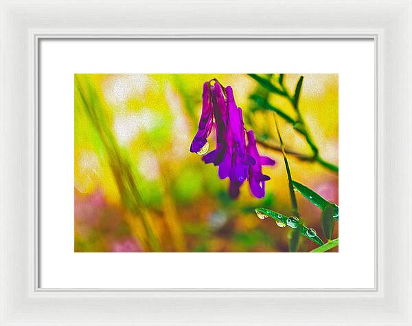 Purple Flowers with a Water Drop  - Framed Print