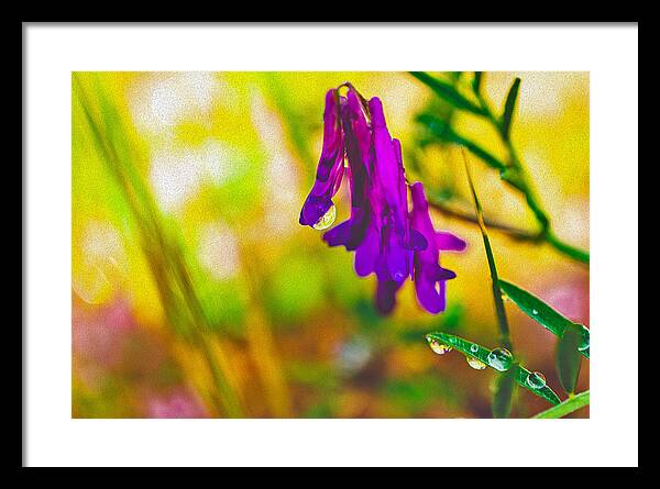 Purple Flowers with a Water Drop  - Framed Print