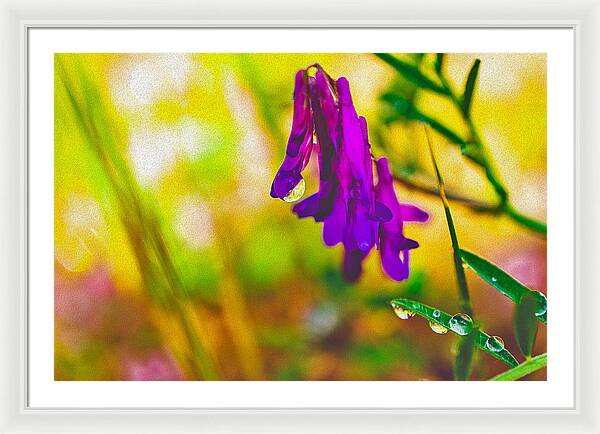 Purple Flowers with a Water Drop  - Framed Print