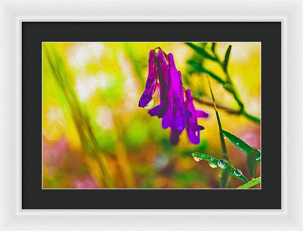 Purple Flowers with a Water Drop  - Framed Print